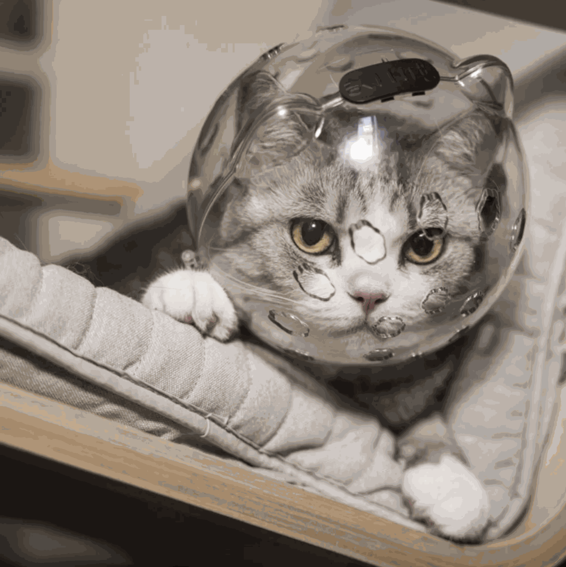 Pet Grooming Anti-bite Cat Protective Helmet
